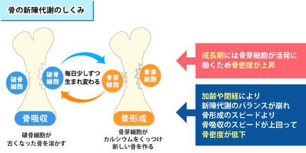 骨の新陳代謝のしくみ