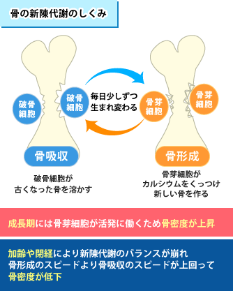 骨粗鬆症の症状 原因 リウマチ 骨粗鬆症 外来 社会医療法人 有隣会 東大阪病院 大阪市 城東区