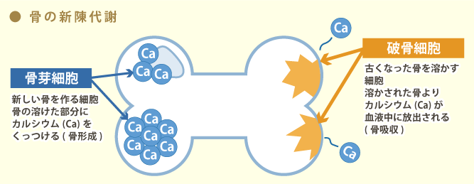 骨の新陳代謝