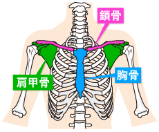 鎖骨