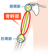 Q.上腕骨骨幹部とは？