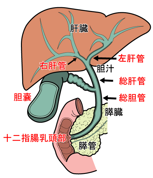 胆管がんとは？