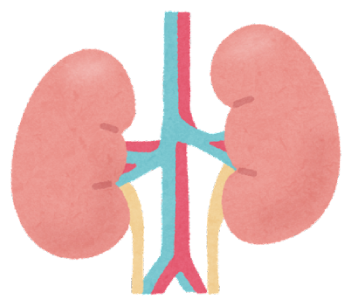 腎臓とは?(働き、代表的な腎臓疾患)