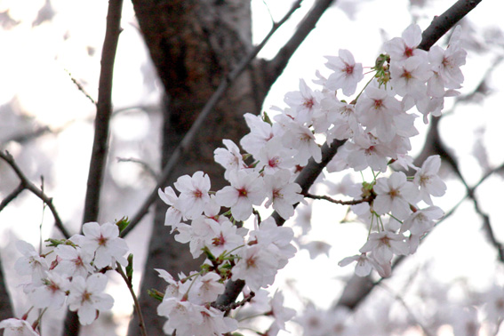 緩和ケア病棟にて 病棟の中で桜を♪