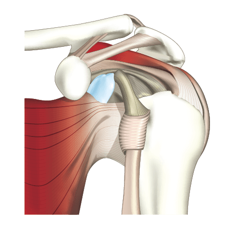 肩関節の理学療法　ワンポイントアドバイス